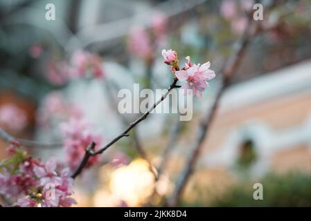 A closeup of cherry blossoms in spring on a blurred background Banque D'Images