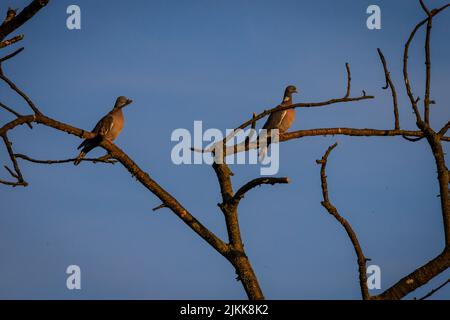 A two pigeons are sitting on the dry branches of a tree with a blue sky on the background Stock Photo