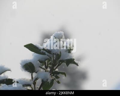 A closeup of a snowy covered plant on a blurred background Banque D'Images