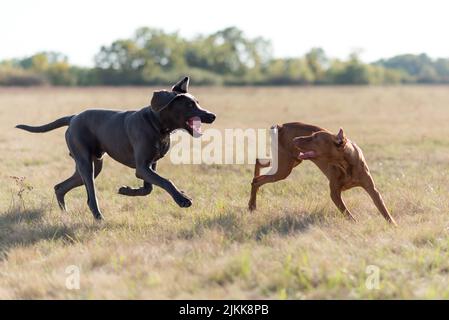 A selective focus shot of two Hungarian vizsla dogs playing and running in the field Banque D'Images