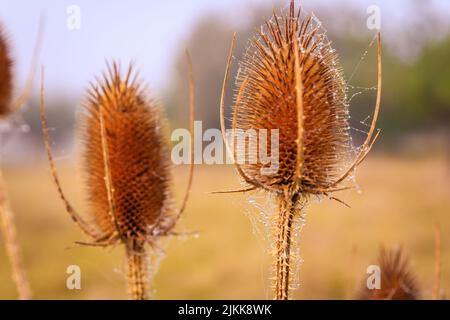 A selective focus of dried thistle flowers in a field against a blurred background Stock Photo