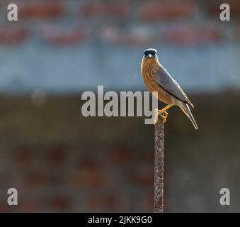 Un Brahminy Starling assis sur une tige et d'équilibrage Banque D'Images