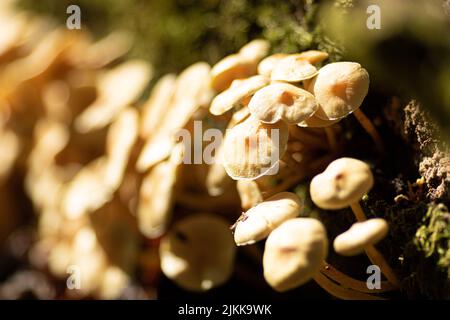 Un gros plan de petits champignons poussant sur le sol Banque D'Images