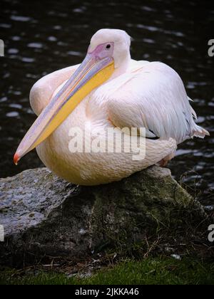 A vertical closeup shot of a pinkish pelican sitting on a rock, over a blurry black background Banque D'Images