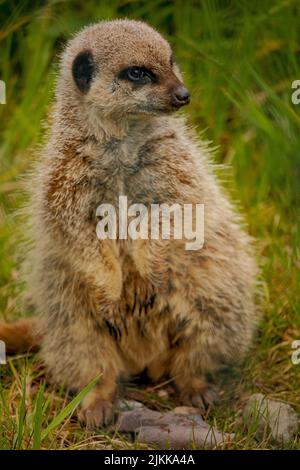 A vertical closeup shot of a meerkat standing on the grass Stock Photo