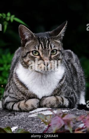 A vertical portrait shot of a tabby cat laying on the ground, over a blurry background Stock Photo