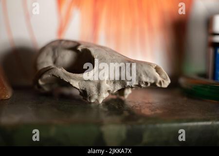 A closeup shot of a gray fox skull on a granite table with blurred background Stock Photo