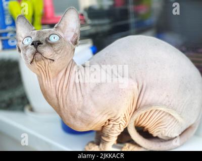 A closeup of a blue-eyed Canadian Sphynx monitoring birds flying behind the balcony window Stock Photo