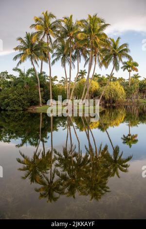 A vertical shot of tropical palm trees on the coast with reflections in water Stock Photo