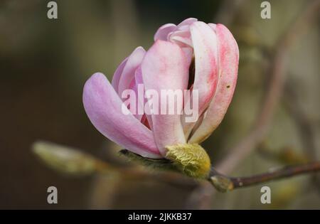 A closeup shot of a pink Magnolia flower on a blurred background Stock Photo