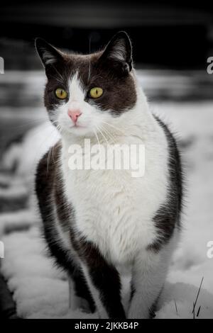 A vertical shot of a black and white cat on a blurred background Stock Photo