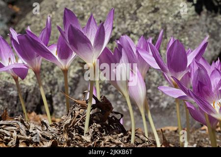 A scenic view of purple crocus flowers in sunny weather on a blurred background Banque D'Images