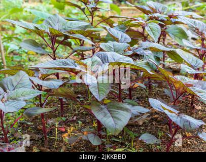 Une belle vue d'une plante verte d'Amaranth qui grandit dans une ferme Banque D'Images