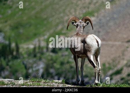 The big horn sheep in a rocky mountain in Glacier National Park Stock Photo