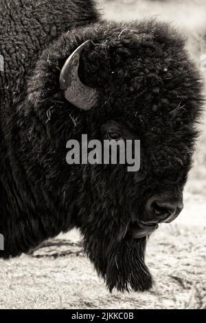 The portrait of bison in Yellowstone, Lamar valley Stock Photo