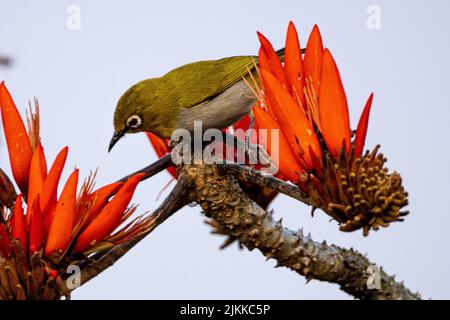 A scenic view of an Indian white eye perched on a flowering branch Stock Photo
