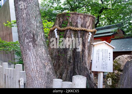 Souche d'arbre antique massive qui est sacrée au Japon Banque D'Images