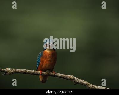 Kingfisher aimez la pêche à partir d'une perche, mais souvent voler à l'autre avec une prise ! Banque D'Images