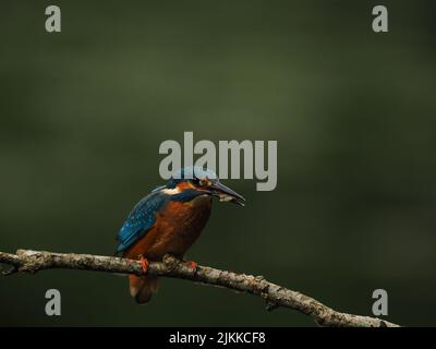 Kingfisher aimez la pêche à partir d'une perche, mais souvent voler à l'autre avec une prise ! Banque D'Images