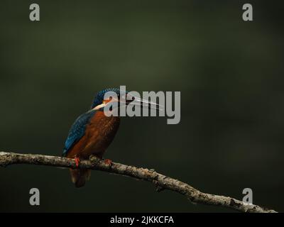 Kingfisher aimez la pêche à partir d'une perche, mais souvent voler à l'autre avec une prise ! Banque D'Images