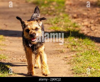 A close-up shot of a cute Border Terrier running towards the camera on a sunny day in the park Stock Photo