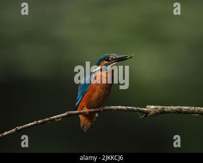 Kingfisher aimez la pêche à partir d'une perche, mais souvent voler à l'autre avec une prise ! Banque D'Images