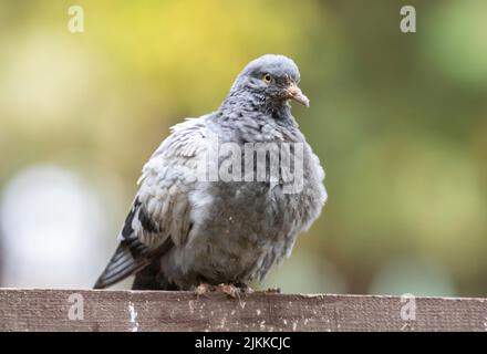 A selective focus shot of a rock dove bird perched on a stone surface Banque D'Images