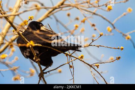 A close-up shot of a Rook perched on a tree twig on a blurred background Stock Photo