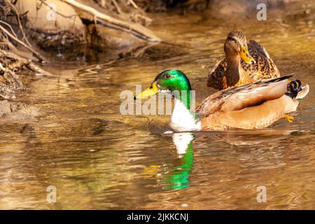 Two cute Mallard ducks floating in the calm lake in its natural habitat in spring Stock Photo