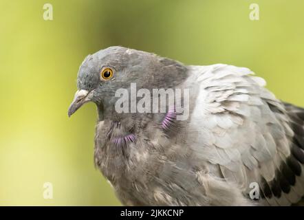 Photo sélective d'un pigeon de roche ou d'un oiseau de colombe dans le parc Banque D'Images