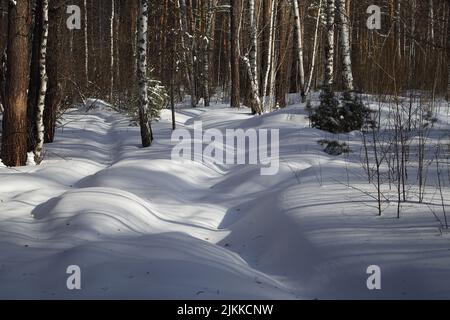 A beautiful winter landscape with leafless trees in the forest Banque D'Images