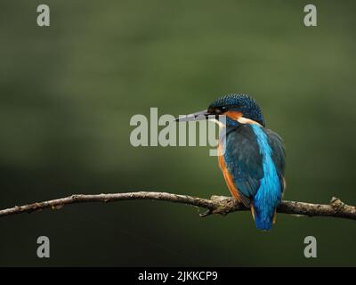 Kingfisher aimez la pêche à partir d'une perche, mais souvent voler à l'autre avec une prise ! Banque D'Images