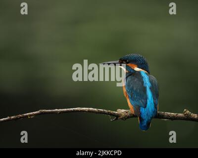 Kingfisher aimez la pêche à partir d'une perche, mais souvent voler à l'autre avec une prise ! Banque D'Images