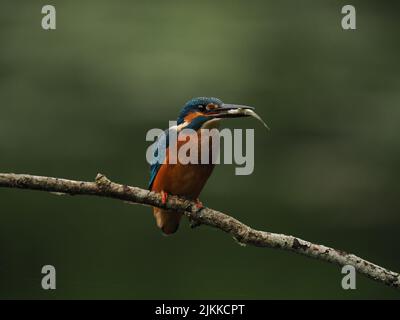 Kingfisher aimez la pêche à partir d'une perche, mais souvent voler à l'autre avec une prise ! Banque D'Images