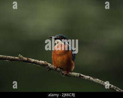 Kingfisher aimez la pêche à partir d'une perche, mais souvent voler à l'autre avec une prise ! Banque D'Images