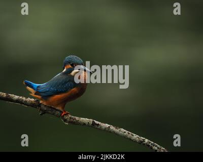 Kingfisher aimez la pêche à partir d'une perche, mais souvent voler à l'autre avec une prise ! Banque D'Images