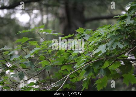 A shallow focus shot of a small bird perched on a bench of a green maple tree in a park Stock Photo