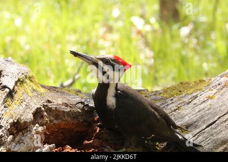 A closeup shot of a Great Spotted Woodpecker bird perched on a tree in a forest Stock Photo