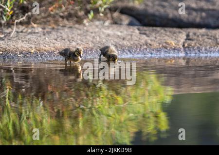 Mignon canetons gros plan portrait dans l'eau avec mère de canard colvert. Banque D'Images