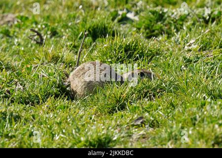 a close up shot of Gopher Rodents hiding on grass. Banque D'Images