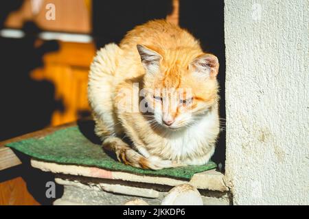 A domestic red-haired cat basks in the rays of the sun Stock Photo