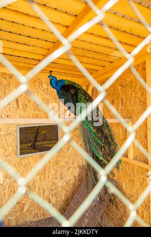 A vertical shot of an Indian peafowl sitting in the cage Stock Photo