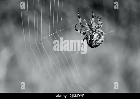 A greyscale selective focus shot of a spider on a web Stock Photo