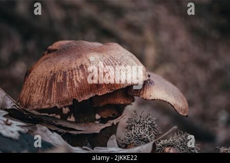 A closeup of brown-capped mushrooms growing in the forest on a blurred background Stock Photo