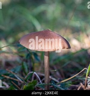 A closeup of an Entoloma mushroom growing in a forest or park on a grassy ground Banque D'Images