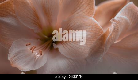 Gros plan d'une fleur d'hibiscus rose clair Banque D'Images