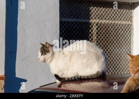 Gros plan d'un chat blanc assis sur l'automobile Banque D'Images