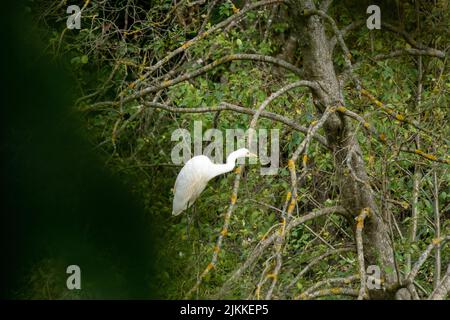 A great egret perched on the tree branches in the forest on a sunny day Stock Photo