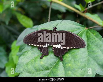 A closeup shot of a beautiful common Mormon butterfly on a green leaf in spring Stock Photo