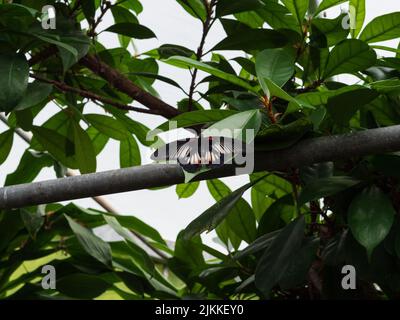 A beautiful great Mormon butterfly on a pole between the leaves of the tree Stock Photo